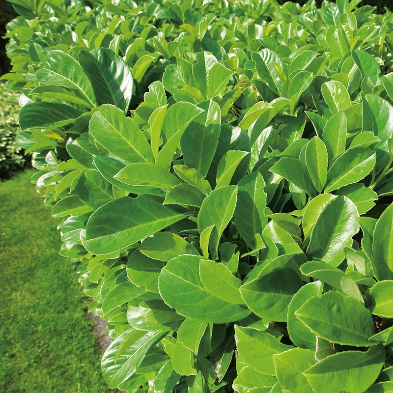 Lagerhägg På Stam 'Etna', 100-120 Co 2 Lagerhägg På Stam 'Etna', 100-120 Co - Image 2