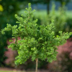 Japansk LĂ€rk 'Diane'
