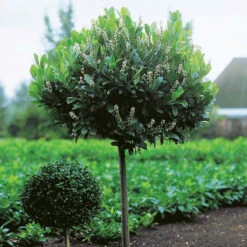 Lagerhägg På Stam 'Etna', 100-120 Co