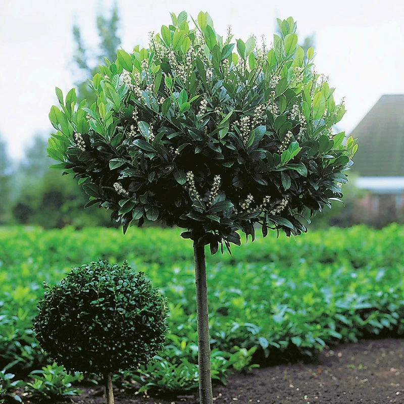 Lagerhägg På Stam 'Etna', 100-120 Co 1 Lagerhägg På Stam 'Etna', 100-120 Co