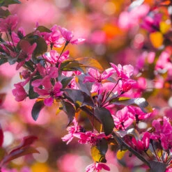 Purpurapel, Malus 'Royalty' -Meyer Sales Shop purpurapel malus royalty blad i sol