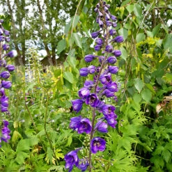 Trädgårdsriddarsporre 'Black Knight', 3-pack