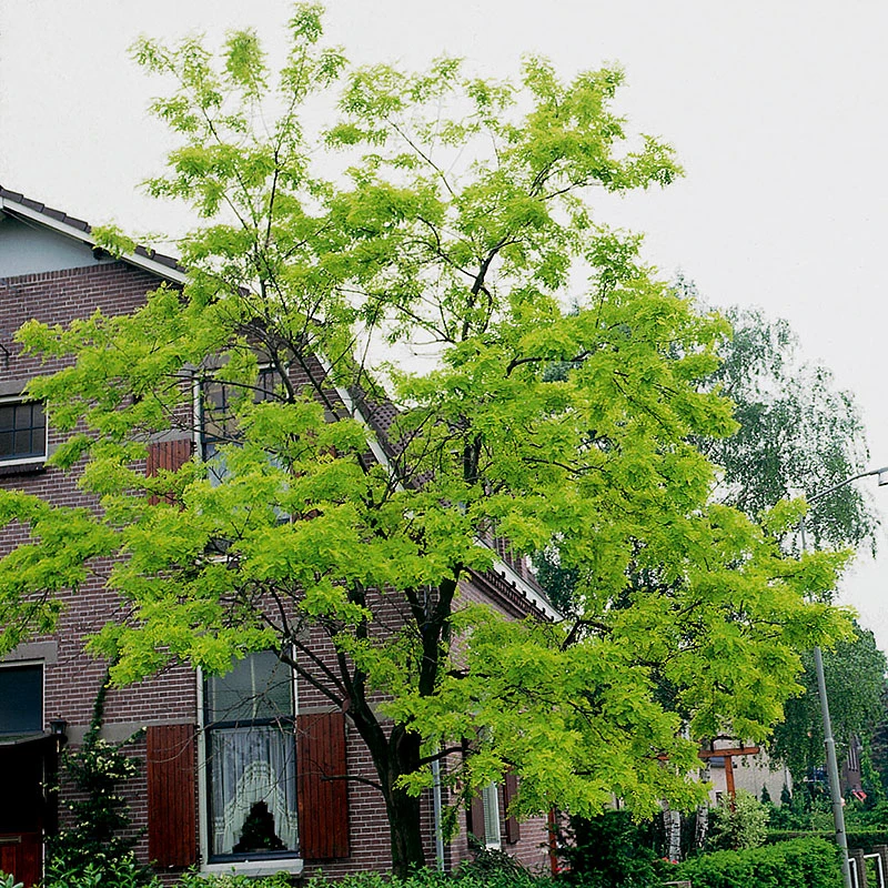 Robinia Pseudoacacia 1 Robinia Pseudoacacia