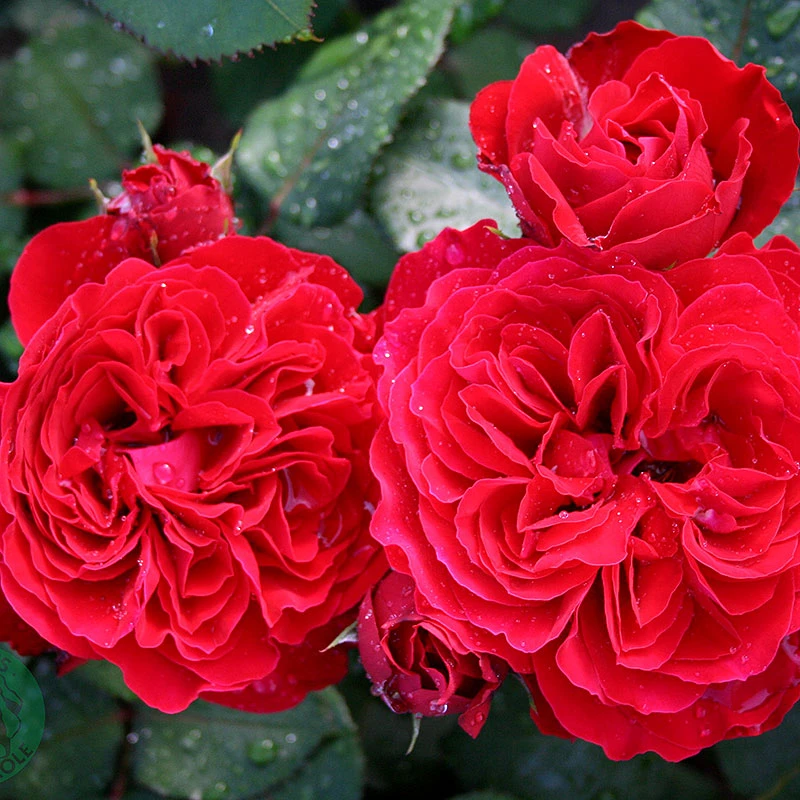 Ros 'Look Good Feel Better' 2 Ros 'Look Good Feel Better' - Image 2