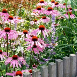 Röd Solhatt 'Magnus' -Meyer Sales Shop rod solhatt magnus