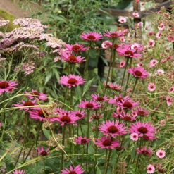 Röd Solhatt 'Magnus' -Meyer Sales Shop rod solhatt rudbeckia purpurea magnus