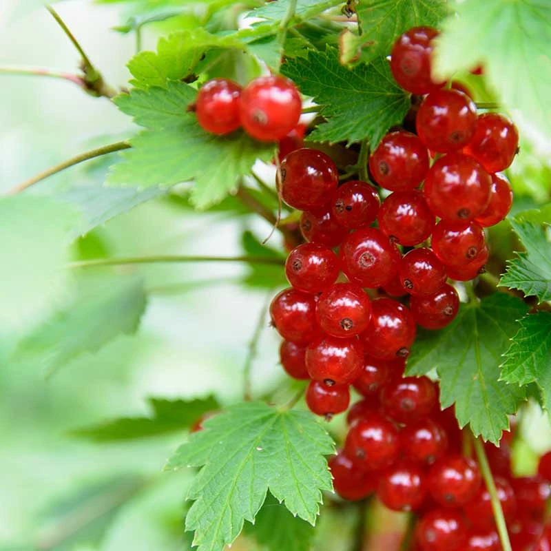 Röda Vinbär 'Rolan', 10-pack 2 Röda Vinbär 'Rolan', 10-pack - Image 2