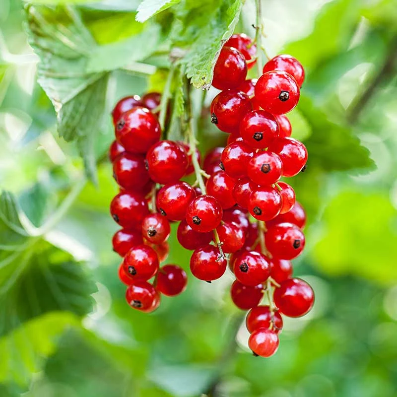 Röda Vinbär 'Rolan', 3-pack 1 Röda Vinbär 'Rolan', 3-pack