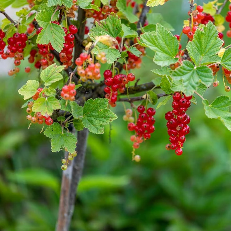 Röda Vinbär 'Rolan', Stam, 5-pack 2 Röda Vinbär 'Rolan', Stam, 5-pack - Image 2