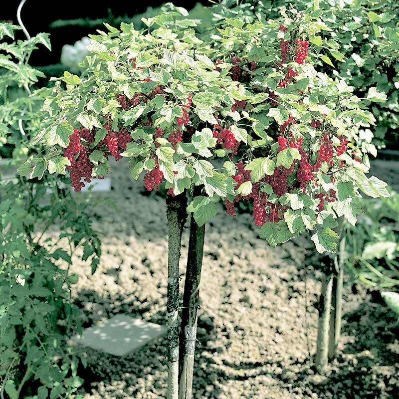 Röda Vinbär 'Rolan', Stam, 10-pack 3 Röda Vinbär 'Rolan', Stam, 10-pack - Image 3