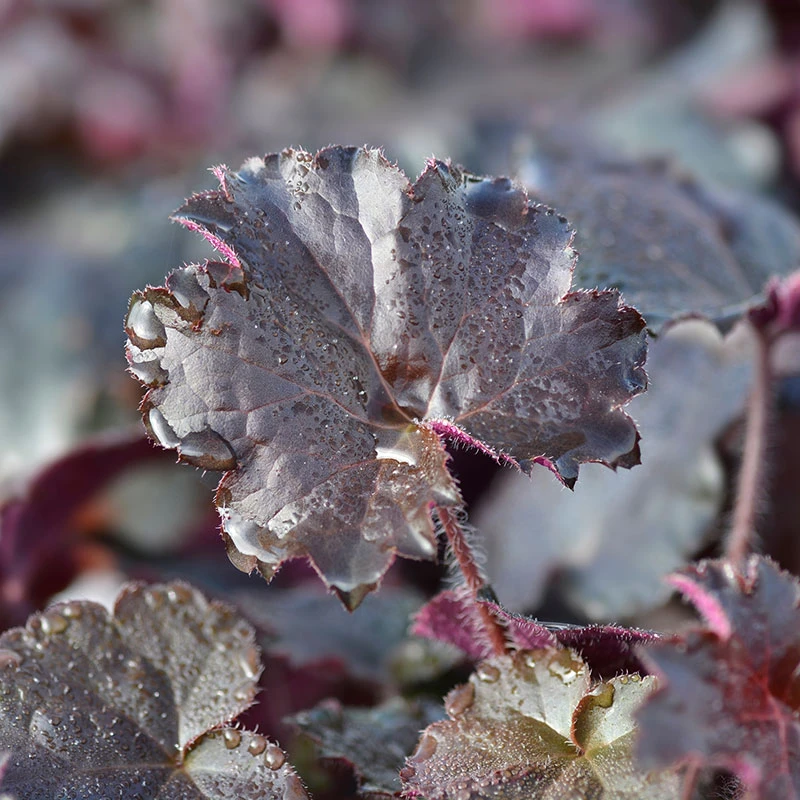 Rödbladig Alunrot 'Palace Purple, 6-pack 2 Rödbladig Alunrot 'Palace Purple, 6-pack - Image 2