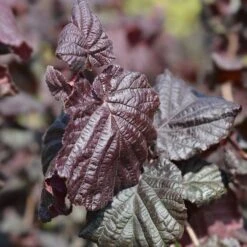 Rödbladig Ormhassel 'Red Majestic' -Meyer Sales Shop rodbladig ormhassel red majestic 3