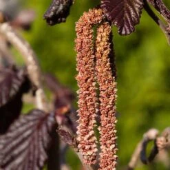 Rödbladig Ormhassel 'Red Majestic' -Meyer Sales Shop rodbladig ormhassel red majestic 4