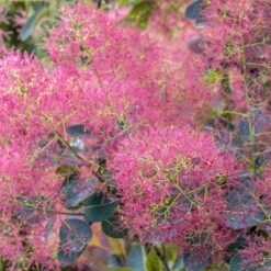 Rödbladig Perukbuske 'Royal Purple' -Meyer Sales Shop rodbladig perukbuske royal purple 4