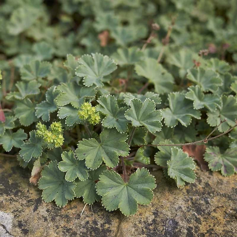 Rödskaftig Daggkåpa, 6-pack 2 Rödskaftig Daggkåpa, 6-pack - Image 2