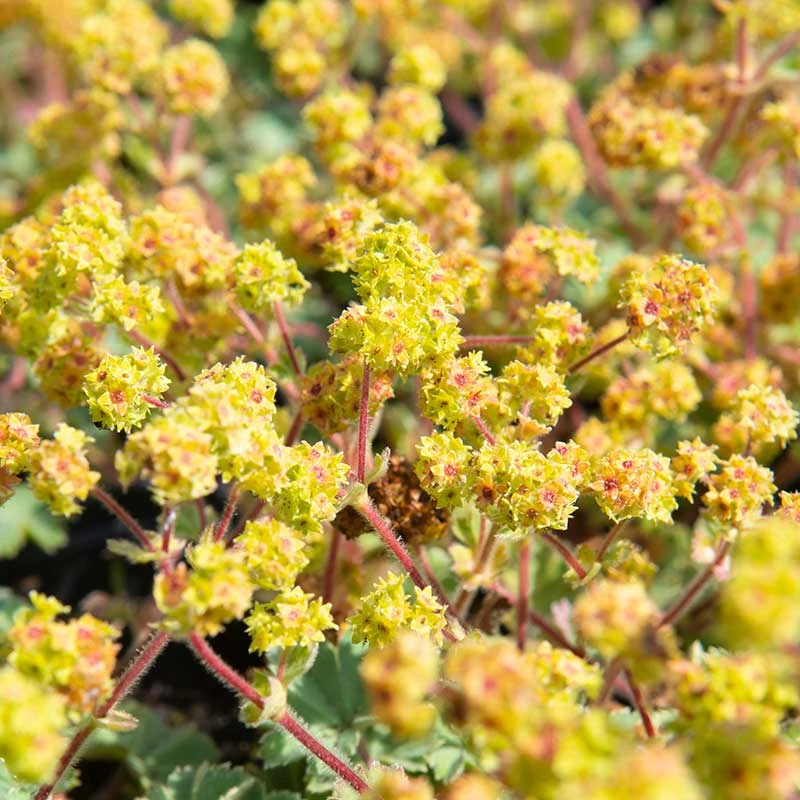 Rödskaftig Daggkåpa, 6-pack 1 Rödskaftig Daggkåpa, 6-pack