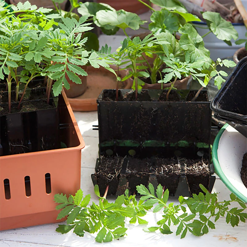 Minidrivhus Rootmaster, Svart 2 Minidrivhus Rootmaster, Svart - Image 2