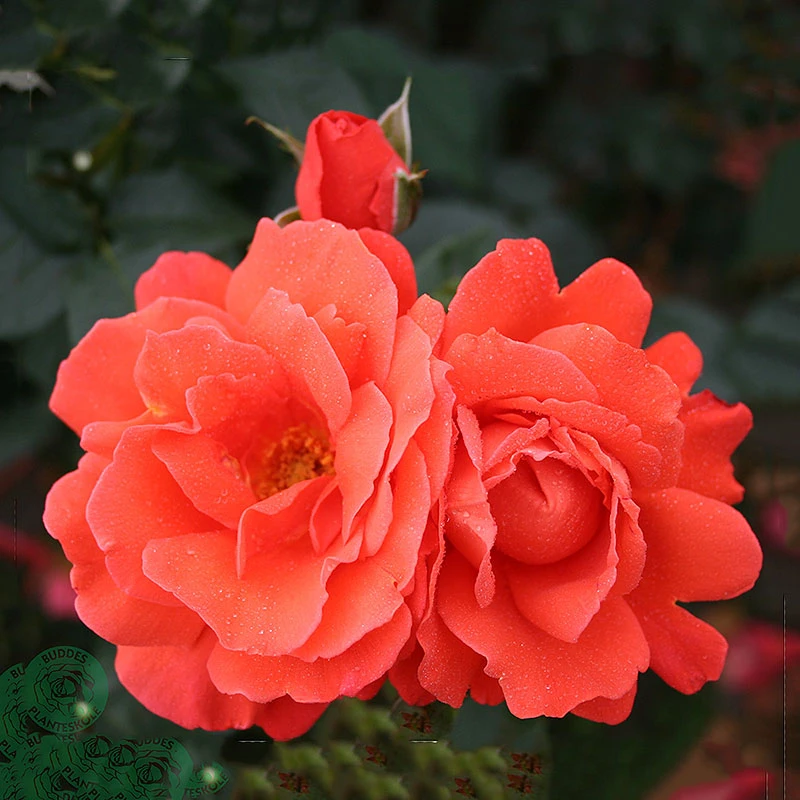 Ros 'Alexander' 1 Ros 'Alexander'