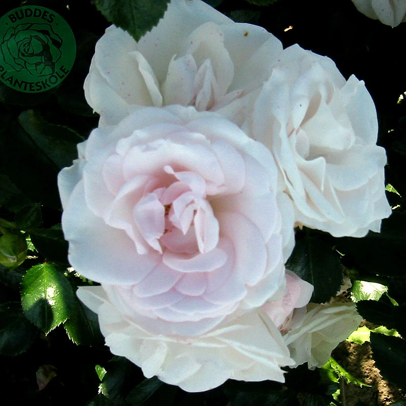 Ros 'Aspirin Rose' 1 Ros 'Aspirin Rose'