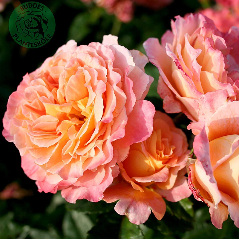 Ros 'Augusta Luise' 1 Ros 'Augusta Luise'