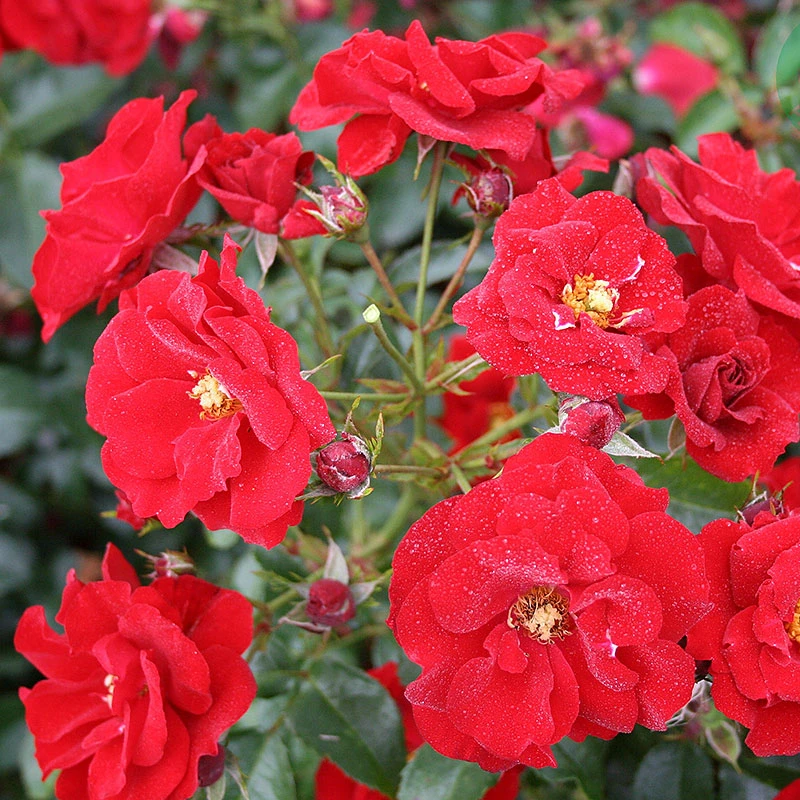 Ros 'Austriana' 1 Ros 'Austriana'