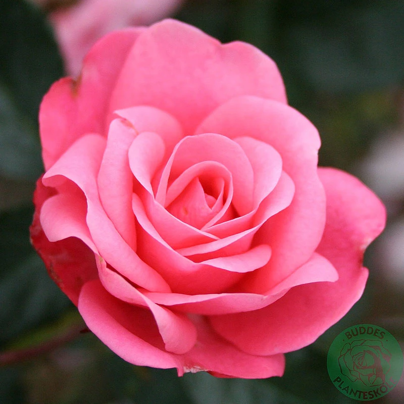 Ros 'Bella Ros' 1 Ros 'Bella Ros'