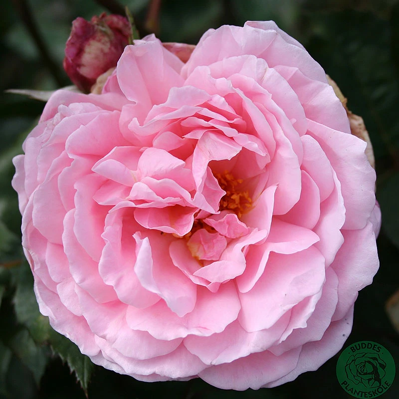 Ros 'Brother Cadfael' 1 Ros 'Brother Cadfael'