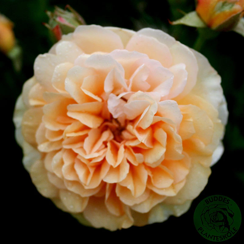 Ros 'Buff Beauty' 1 Ros 'Buff Beauty'