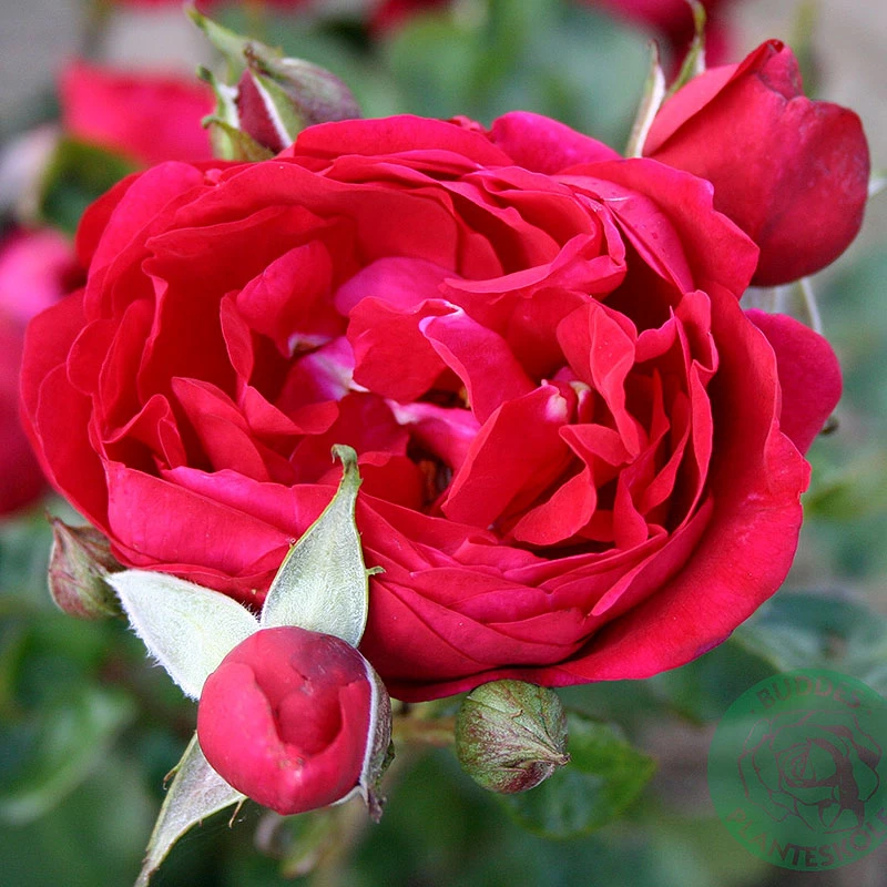 Ros 'Capricia Renaissance' 1 Ros 'Capricia Renaissance'