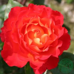 Ros 'David Rosenmager'