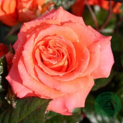 Ros 'Dronning Ingrid'