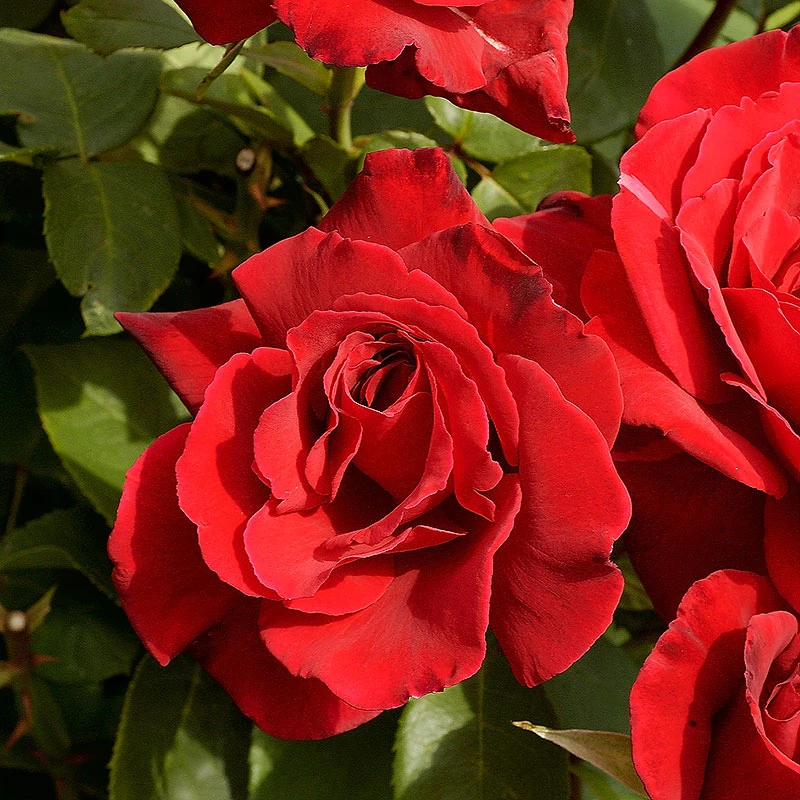 Ros 'Erotika' 1 Ros 'Erotika'