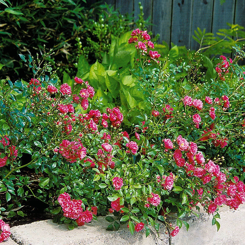 Ros 'Fairy Dance' 2 Ros 'Fairy Dance' - Image 2