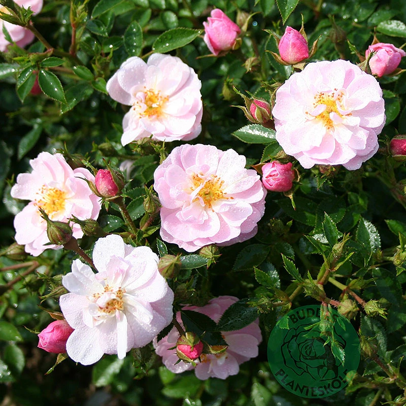 Ros 'Gentle Cover' 1 Ros 'Gentle Cover'