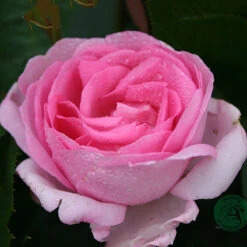 Ros 'Ghita Renaissance'