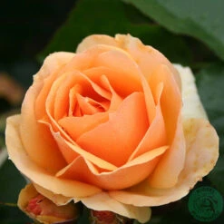 Ros 'Hansestadt Rostock'