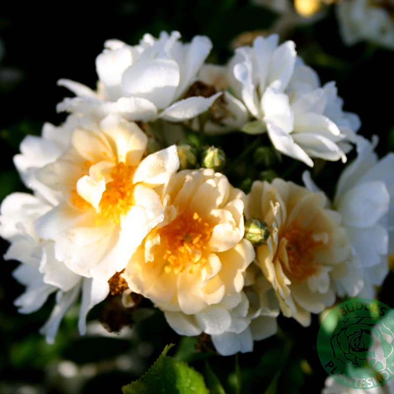 Ros 'Helenae Hybrida' 1 Ros 'Helenae Hybrida'