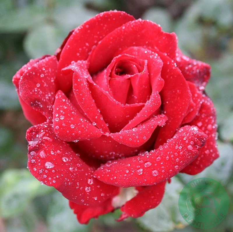 Ros 'Ingrid Bergman' 1 Ros 'Ingrid Bergman'