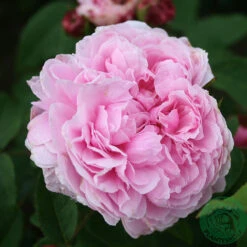 Ros 'Jacques Cartier'