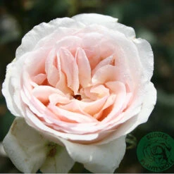 Ros 'Julia Renaissance'