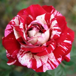 Ros 'Julio Iglesias'