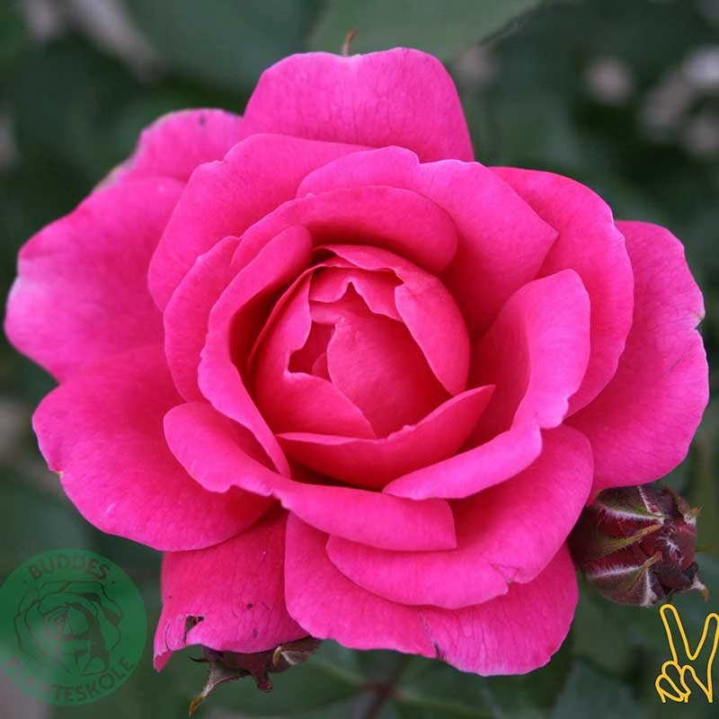 Floribundaros 'Kim Wall' 1 Floribundaros 'Kim Wall'