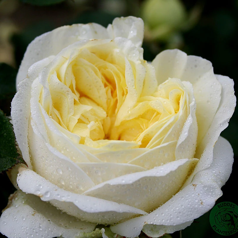 Ros 'Kronprinsesse Mary' 1 Ros 'Kronprinsesse Mary'