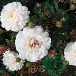 Ros 'Little White Pet'