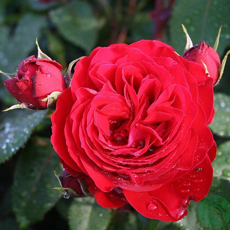 Ros 'Look Good Feel Better' 1 Ros 'Look Good Feel Better'