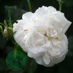 Ros 'Madame Plantier'