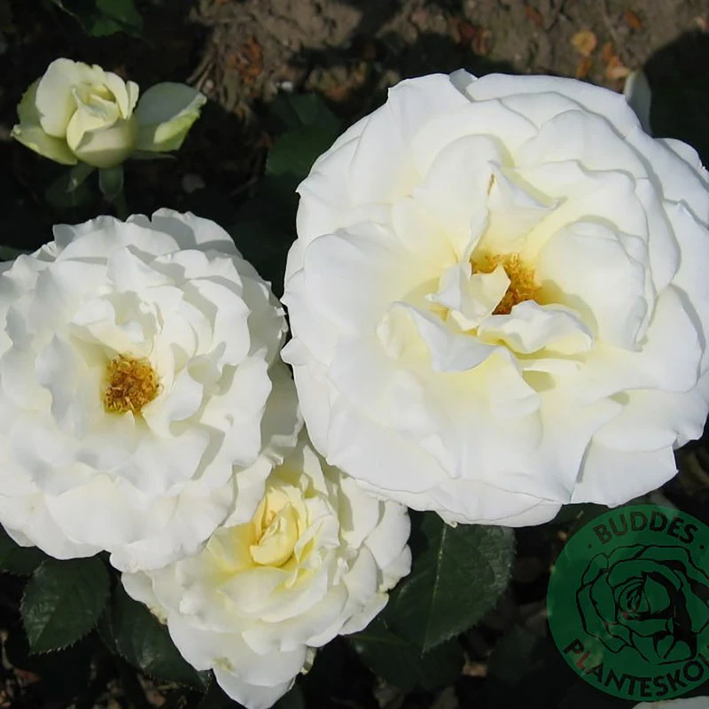 Ros 'Memoire' 1 Ros 'Memoire'