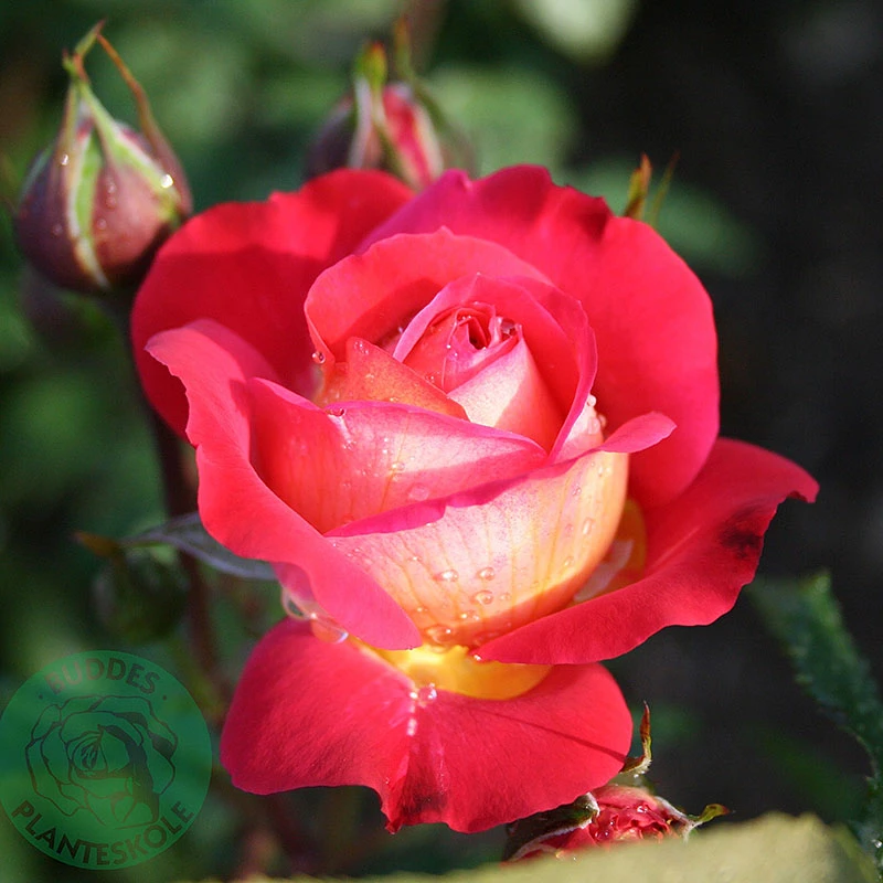 Ros 'Midsummer' 1 Ros 'Midsummer'