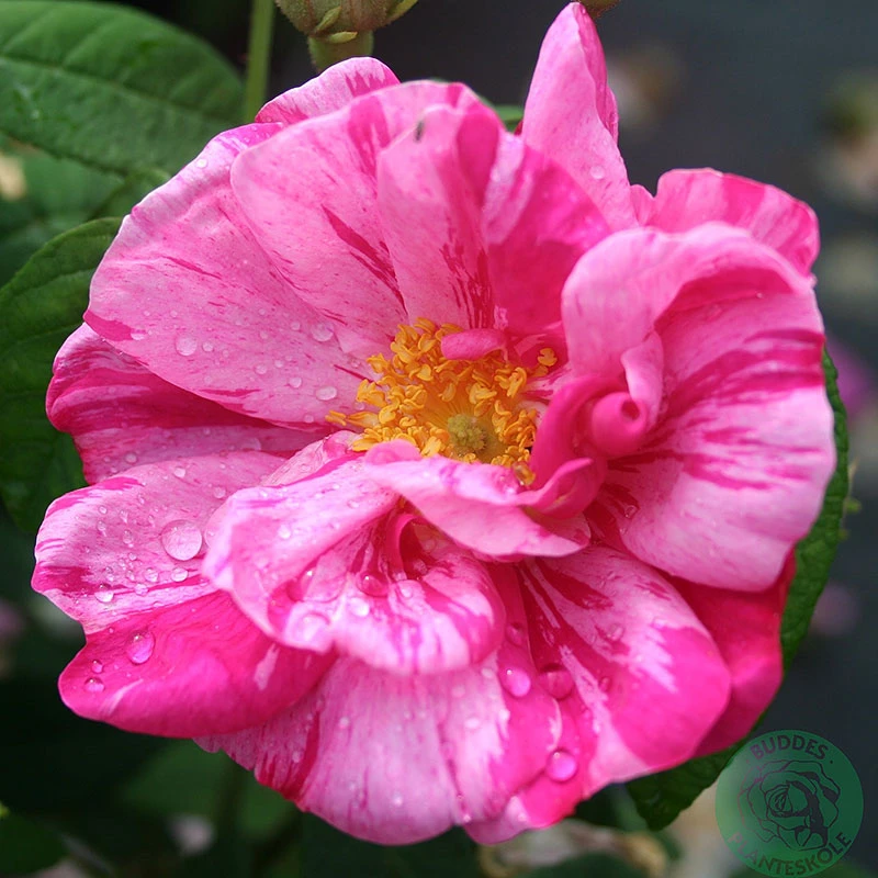 Ros 'Mundi' 1 Ros 'Mundi'