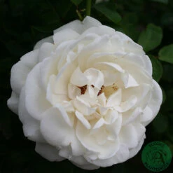 Ros 'Nina Renaissance'